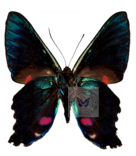 RIODINIDAE