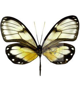 Ithomiidae Godyris zavaleta