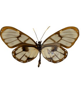 Ithomiidae Godyris zavaleta