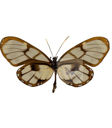 Ithomiidae Godyris zavaleta