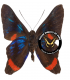 RIODINIDAE