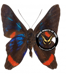 RIODINIDAE