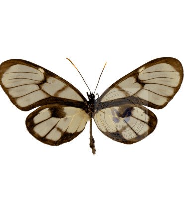 Ithomiidae Godyris zavaleta