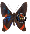 Ancyluris mira furia