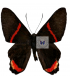 RIODINIDAE
