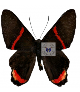 RIODINIDAE