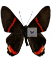 Ancyluris mira thaumasia