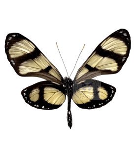 Ithomiidae Thyridia psidii cetoides