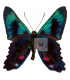 RIODINIDAE