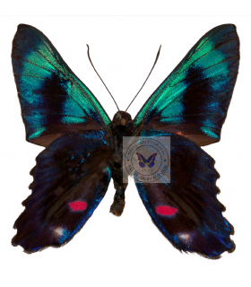 RIODINIDAE