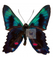 Ancyluris melior