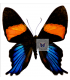 RIODINIDAE