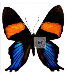 RIODINIDAE