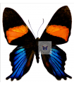 Ancyluris inca miranda