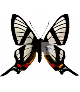 RIODINIDAE