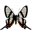 Chorinea sylphina
