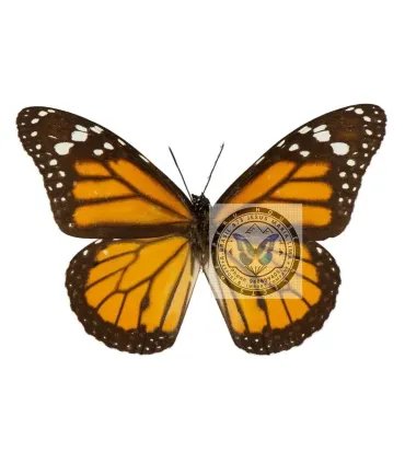 Danaidae  Gilippus thersippus