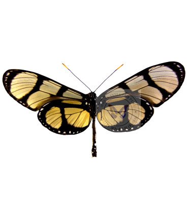 Ithomiidae  Methona maxima curvifascia