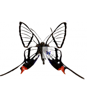 RIODINIDAE