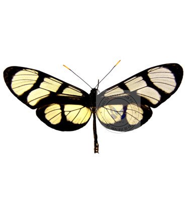 Ithomiidae  Methona maxima curvifascia