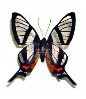 RIODINIDAE