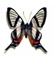 Chorinea octauius (Faunus)