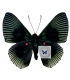 RIODINIDAE
