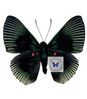 RIODINIDAE