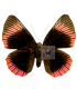 RIODINIDAE