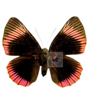 RIODINIDAE