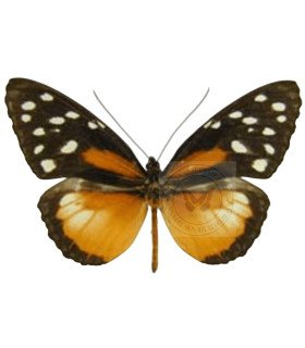 Ithomiidae  Tithorea tarricina