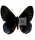 RIODINIDAE