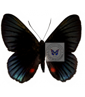 RIODINIDAE