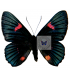 RIODINIDAE