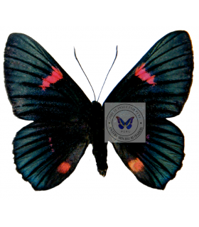 RIODINIDAE