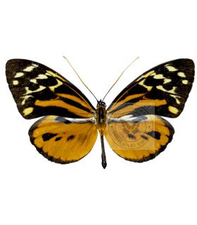 Ithomiidae  Tithorea harmonia