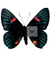 Necyria bellona whitelyiana
