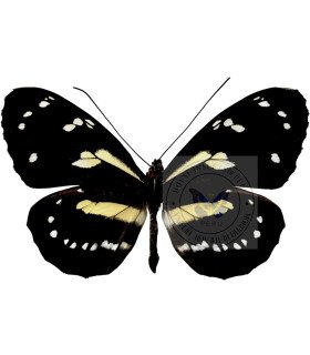 Ithomiidae Elzunia Pavonii