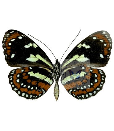 Ithomiidae Elzunia Pavonii