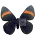 RIODINIDAE