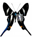 Rethus arcius