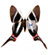 RIODINIDAE