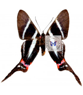 RIODINIDAE