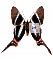 Rethus arcius(F)