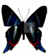 RIODINIDAE