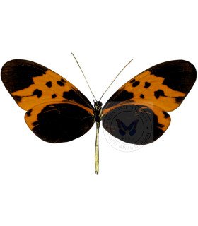 Ithomiidae Melinaea marsaeus