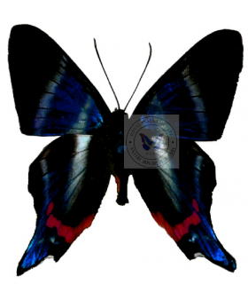 RIODINIDAE