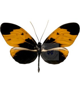 Ithomiidae Melinaea isocomma