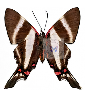RIODINIDAE