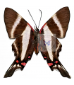 Rethus dysonii(F)